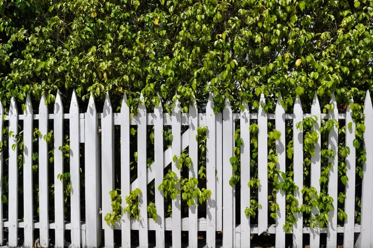 Picket fence gate blocked by hedge in Maryland